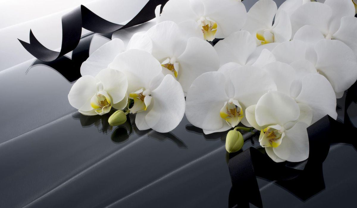 White phalaenopsis orchids