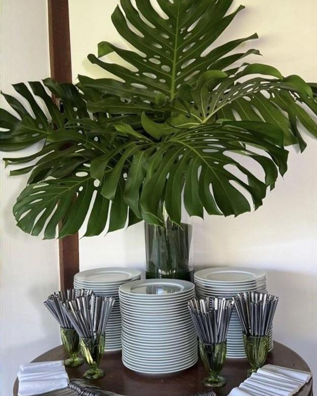 Decorative tropical plants in pots